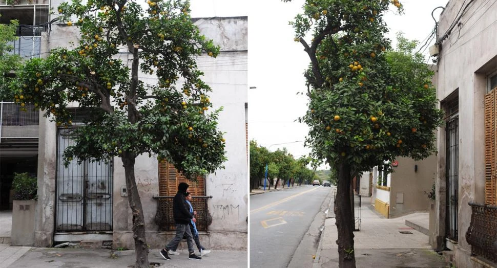 Cartas de lectores: El naranjo de la General Paz
