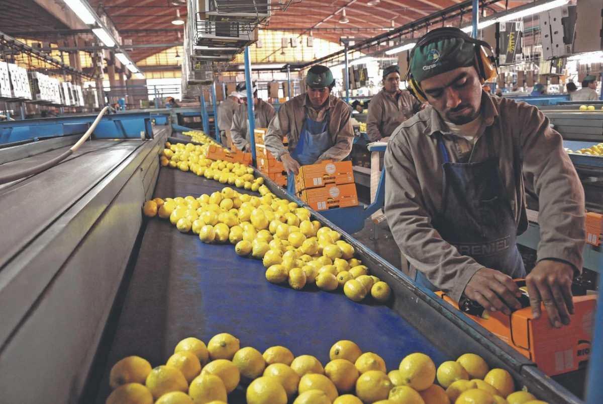 EN CRISIS. El citrus arrastra una situación preocupante desde 2017.