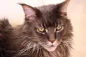 Gatos ariscos: estas son las razas más independientes y poco cariñosas