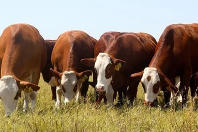 El país exportó carne bovina libre de deforestación