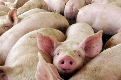 Triquinosis: consejos para evitar riesgos