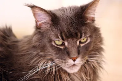 Gatos ariscos: estas son las razas más independientes y poco cariñosas