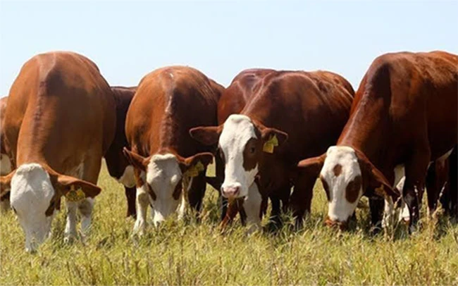 El país exportó carne bovina libre de deforestación