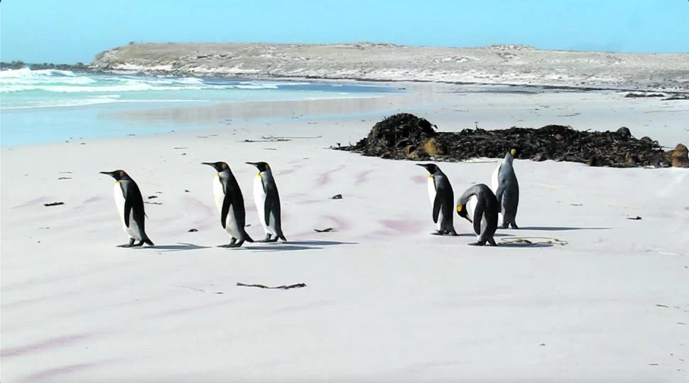 RUTINA. Cuando los pingüinos tienen hambre enfilan hacia la playa.