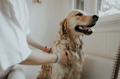 Cada cuánto tiempo hay que bañar a los perros según su tipo de pelo