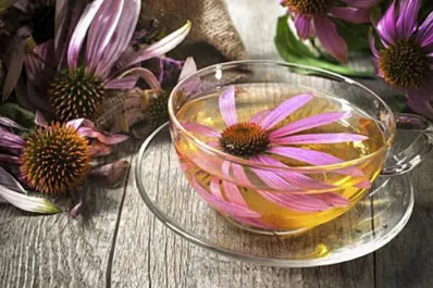 Día Internacional del Té: la infusión medicinal que combate los resfríos y refuerza el sistema inmunológico