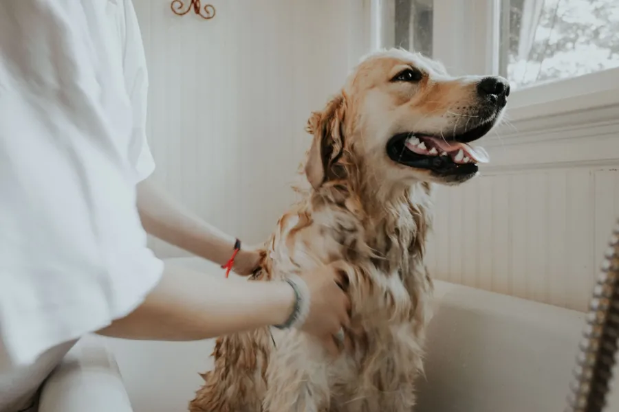 La frecuencia de bañado de los perros depende de su tipo de pelaje