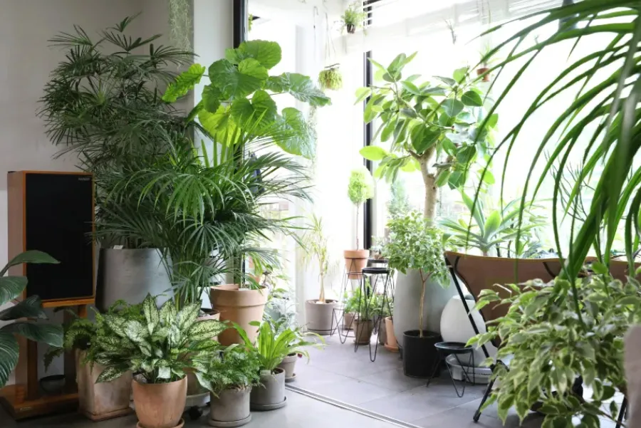 El truco casero con avena que funciona como abono para las plantas