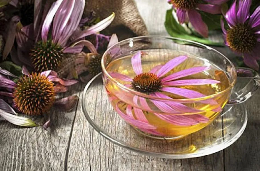 Té de equinácea, una infusión amigable con nuestro sistema inmunológico. 
