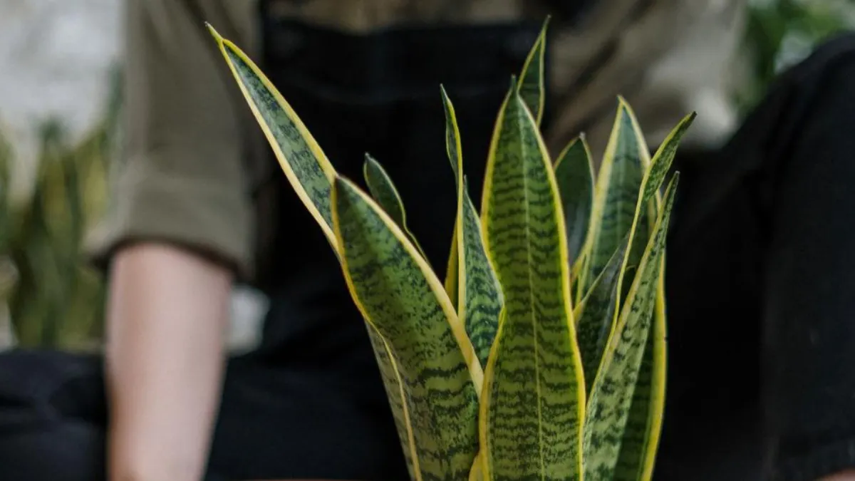 Lengua de suegra: los beneficios de esta planta que deberías tener en tu hogar