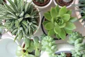 El secreto para cuidar tus suculentas y cactus con harina