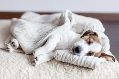 ¿Debo tapar a mi perro cuando duerme? Esto dicen los veterinarios