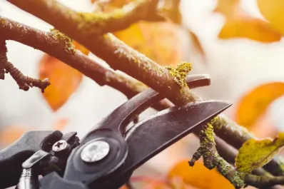 ¿Qué plantas se podan en otoño y cómo hacerlo paso a paso?