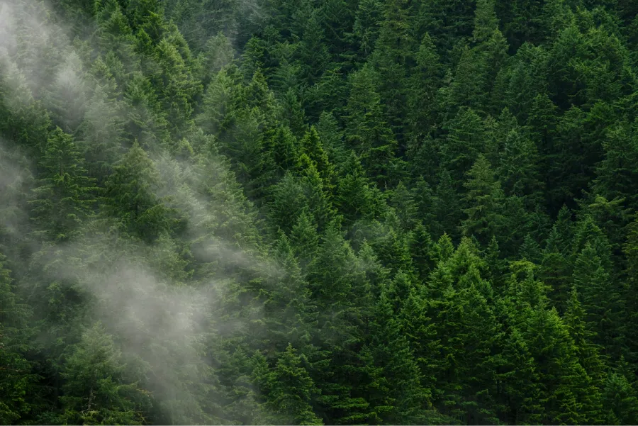 Las empresas se aliaron para contrarrestar el efecto del carbono en el medio ambiente. UNSPLASH