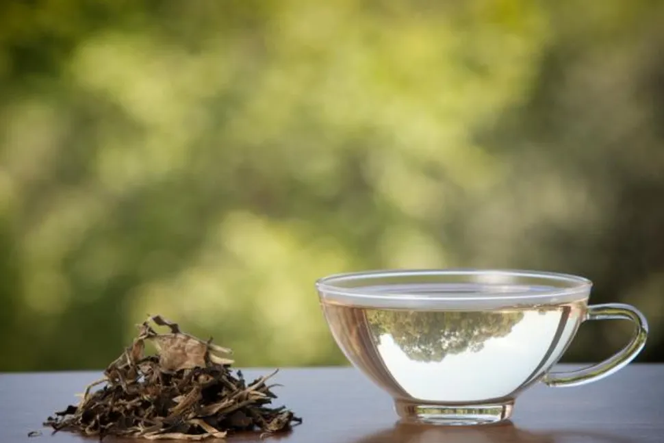 Conocé la infusión que tiene 12 veces más propiedades que el té verde y deberías tomar todos los días