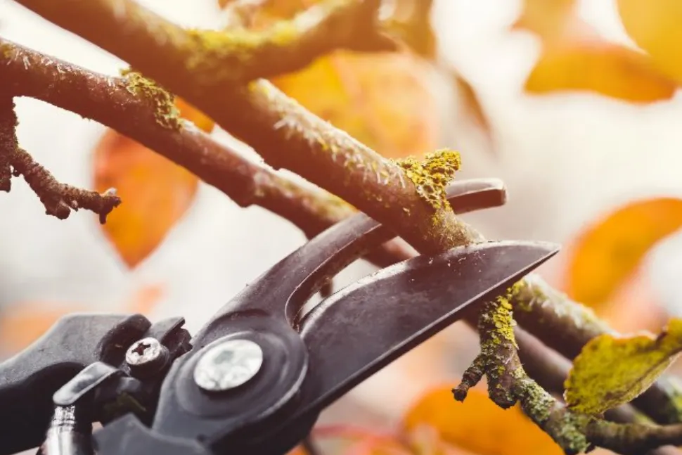 ¿Qué plantas podar en otoño y cómo hacerlo correctamente?