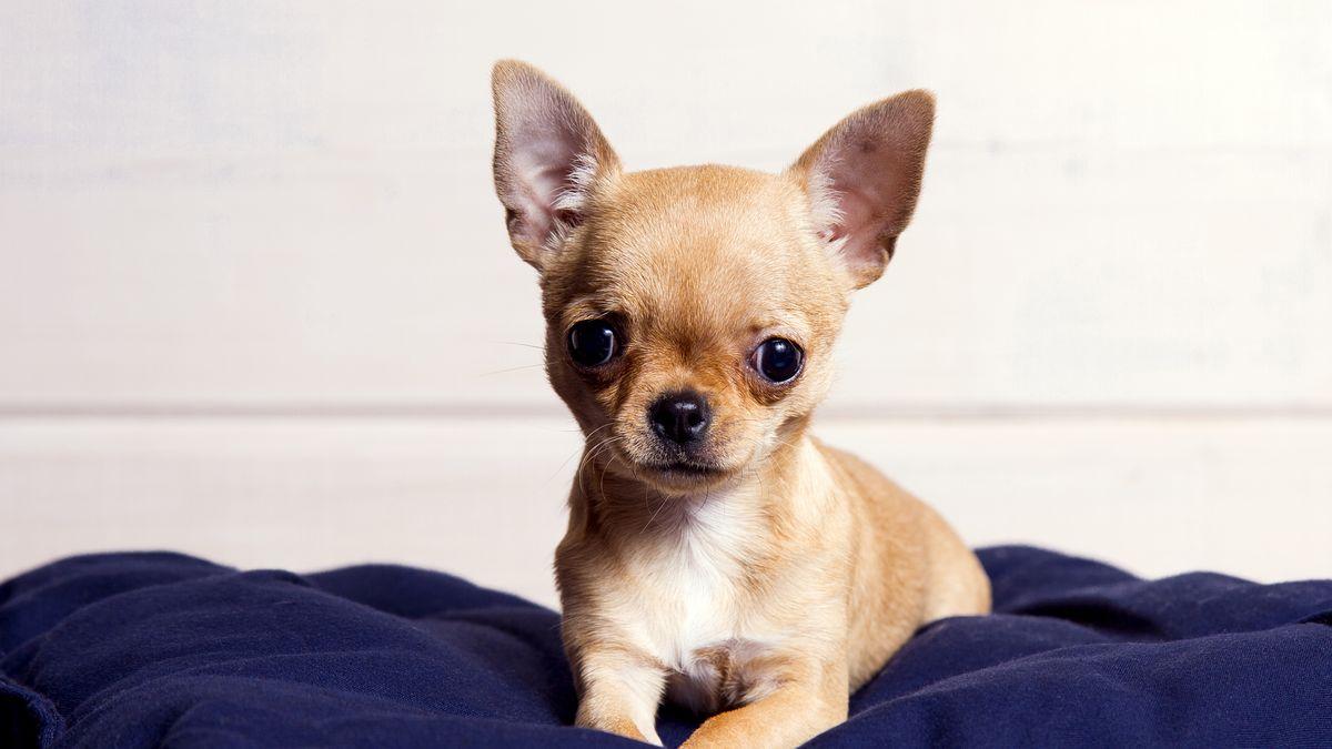 Los chihuahuas sufren más el frío. 