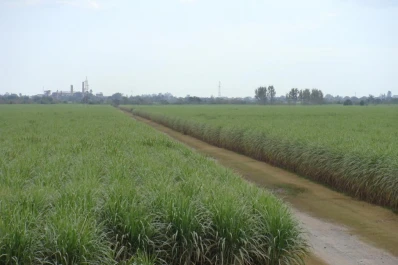 Caña de azúcar: estiman un área neta cosechable total en Tucumán de 294.470 hectáreas