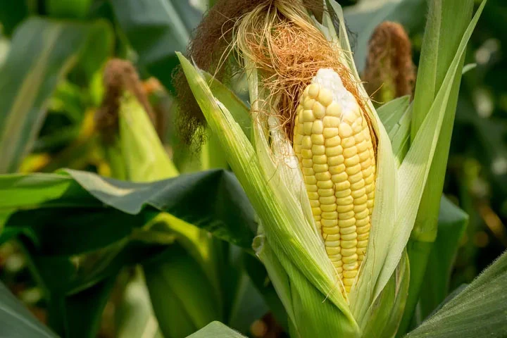 “A pesar de la chicharrita es viable el cultivo de maíz”