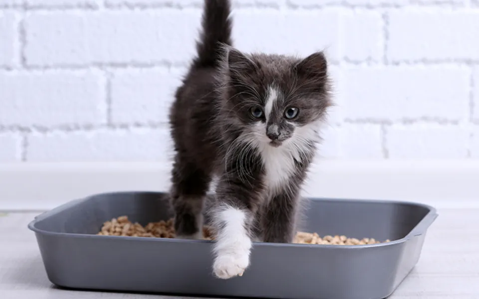 Conocé la alternativa económica para llenar la caja de los gatos y sustituir las piedras