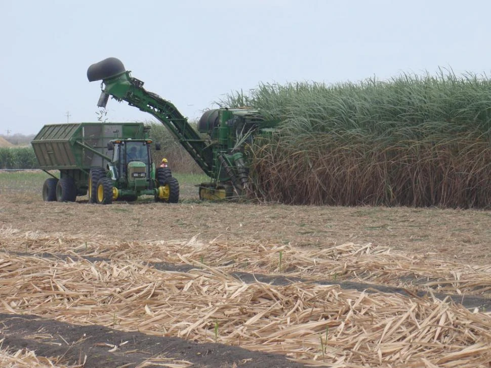 DECISIÓN FUNDAMENTAL. Los productores realizaron importantes inversiones en nuevas plantaciones, lo que fue clave para remplazar cañaverales de larga vida y/o afectados por el estrés hídrico.