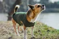 ¿Por qué los perros les ladran solo a algunas personas?