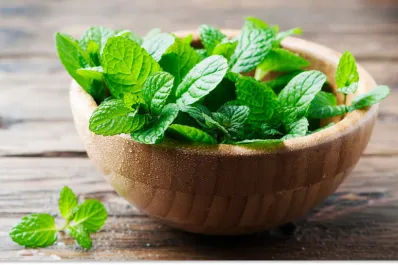 ¿Cómo utilizar la menta para reforzar las defensas y aliviar los síntomas de los resfríos?