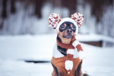 ¿Es conveniente vestir a nuestros perros en invierno?
