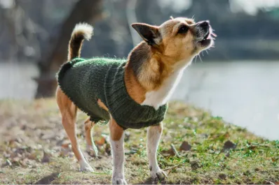 Cómo controlar los ladridos de tu perro: el método que recomiendan los entrenadores caninos