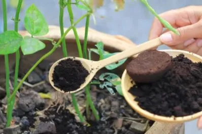 ¿Por qué usar el café molido como abono para plantas?
