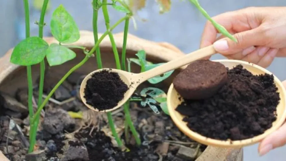 ¿Por qué usar el café molido como abono para plantas?