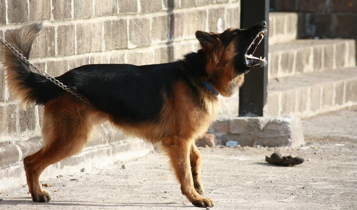 Perro que ladra ¿realmente no muerde?