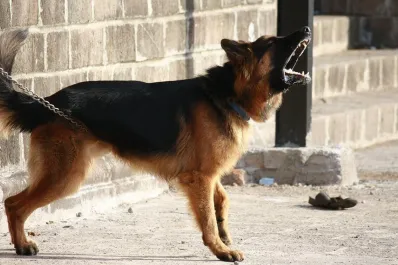 Perro que ladra ¿realmente no muerde? El origen de este popular refrán
