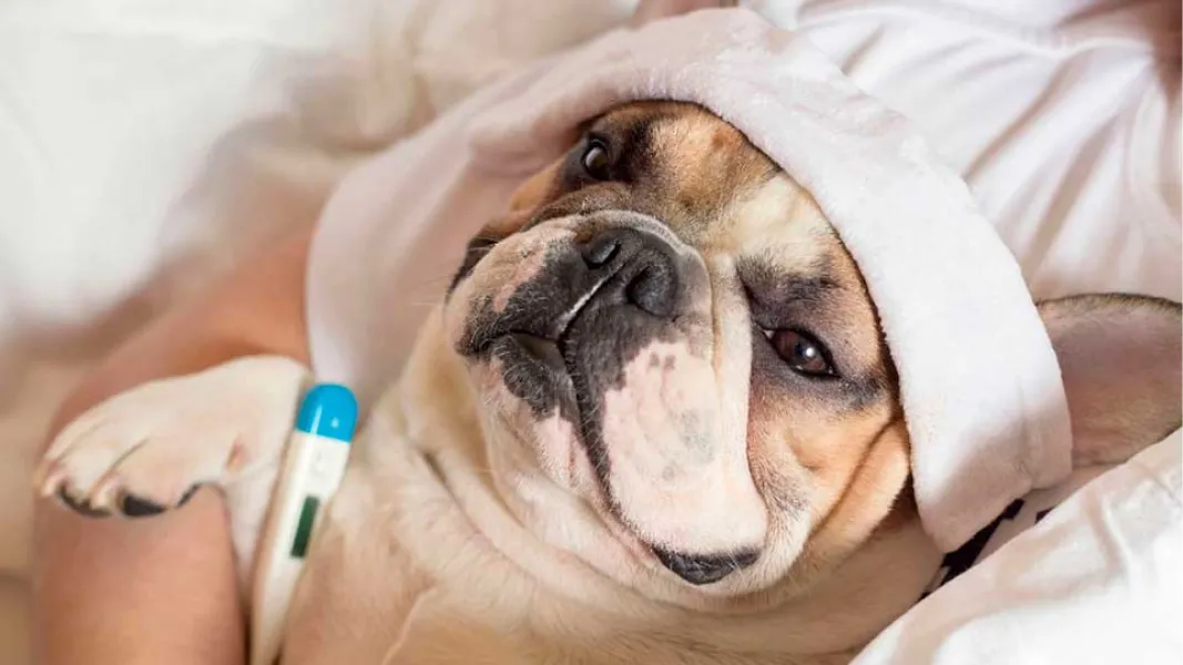 Enfermedades más comunes en perros. 