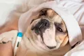 ¿Cuáles son las enfermedades más comunes en los perros?