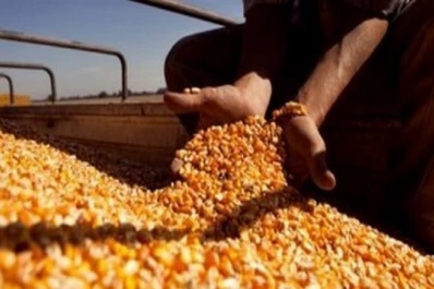 Está habilitada la venta de maíz argentino a China