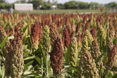La situación del maíz abre un escenario optimista para el sorgo