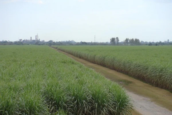 La quema de caña debe seguir cayendo