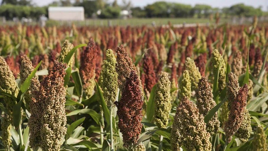 La situación del maíz abre un escenario optimista para el sorgo