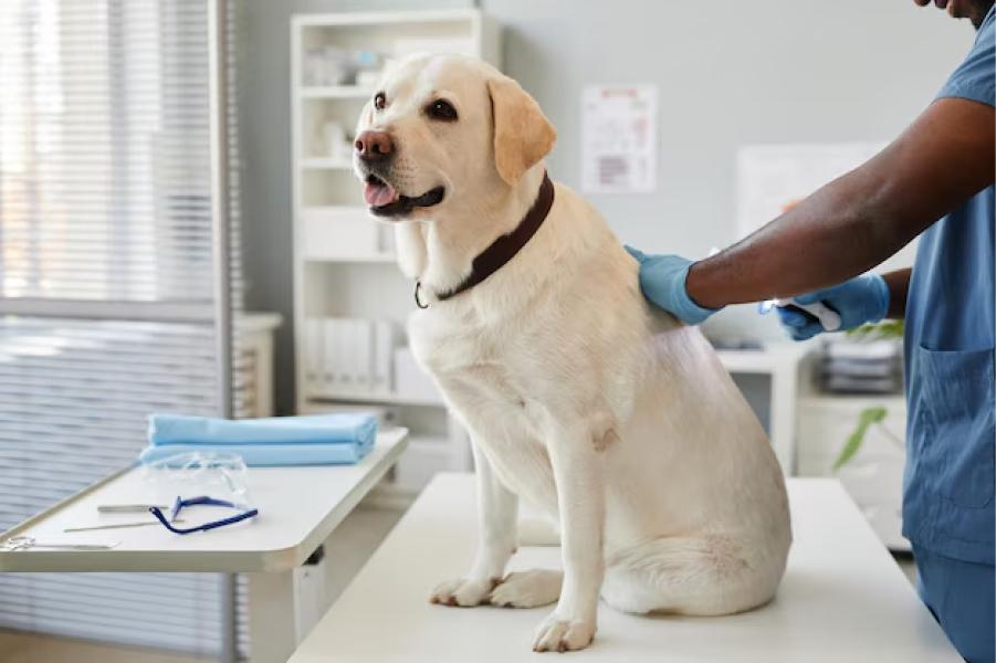 Los labradores pueden desarrollar obesidad. 