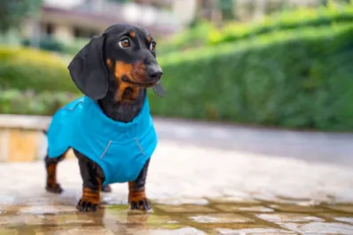 Las cinco razas de perro que más sufren el frío