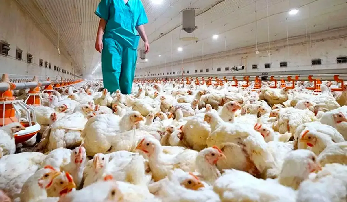 La OMS confirmó la primera muerte humana por gripe aviar