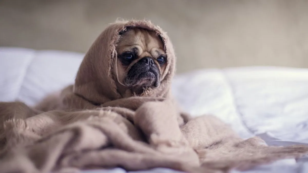 Llegan las temperaturas bajas y aparecen los abrigos para las mascotas.