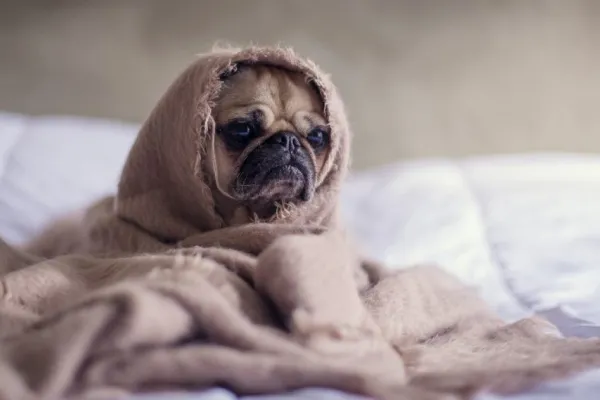 ¿Cuánto frío puede soportar tu perro? Consejos para cuidarlo en invierno