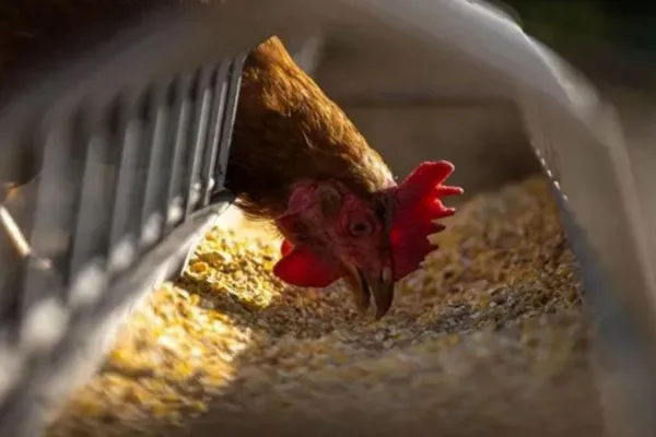 México desmintió un reporte de la OMS y negó la muerte de un hombre por gripe aviar