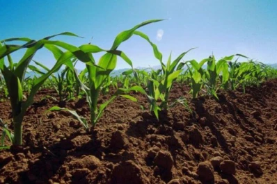 Maíz: aconsejan concentrar fechas de siembra, con una ventana lo más corta posible