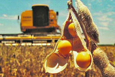 Soja en el país: la cosecha está en la etapa final y se esperan unas 50,5 millones de t