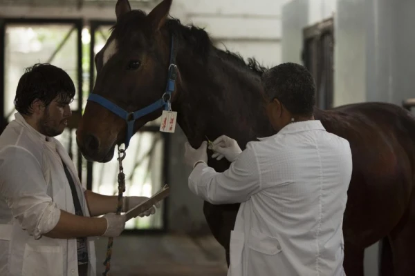 Chile autorizó la importación de equinos en pie de la Argentina