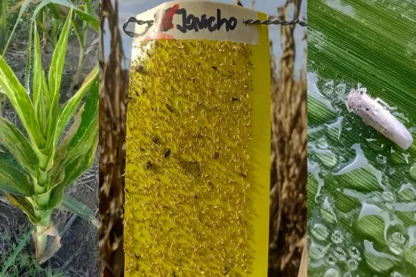 Instalarán trampas cromáticas adhesivas para la “chicharrita”