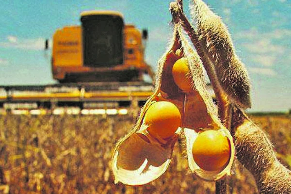 Soja en el país: la cosecha está en la etapa final y se esperan unas 50,5 millones de t